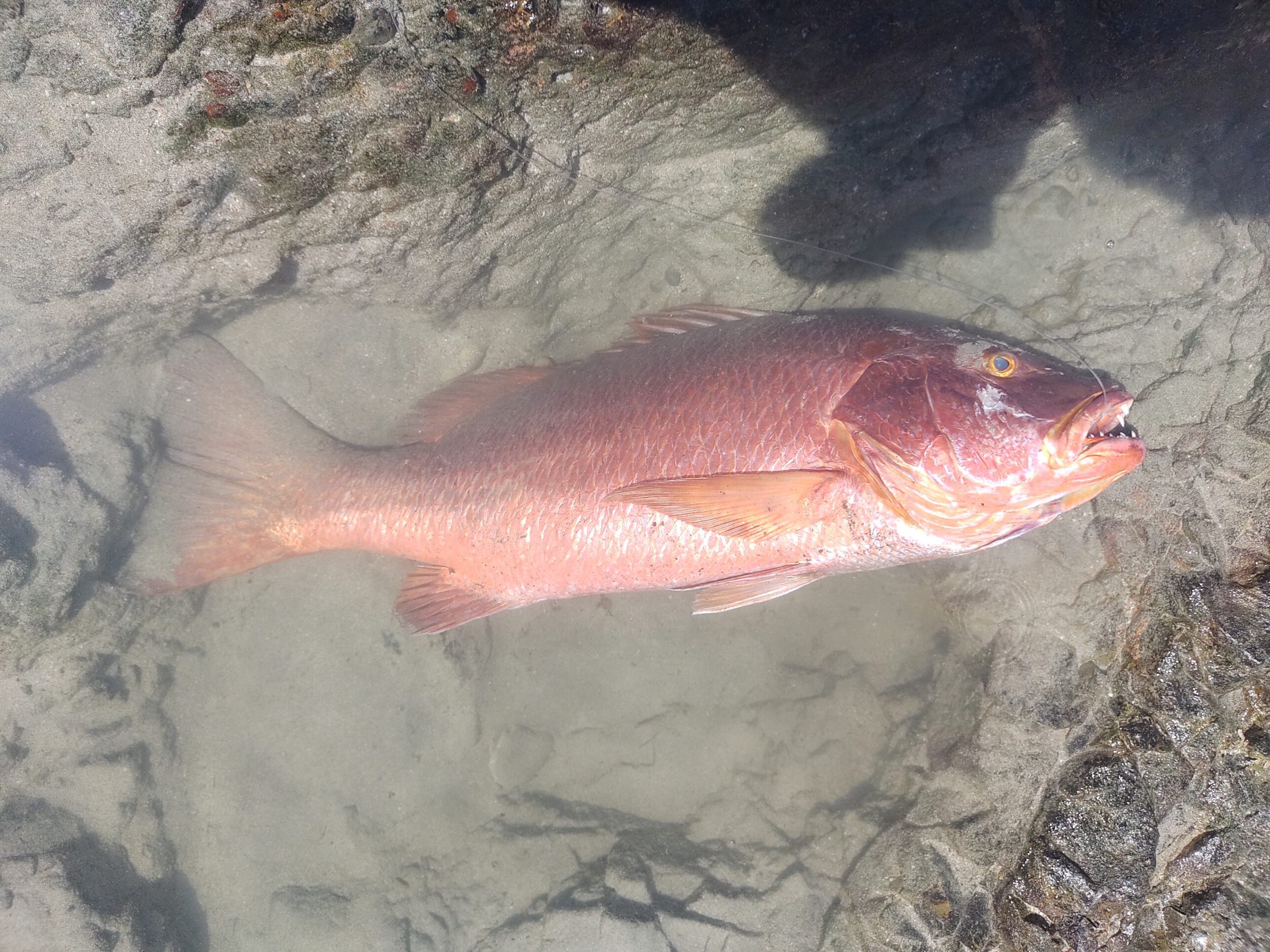 Red Snapper