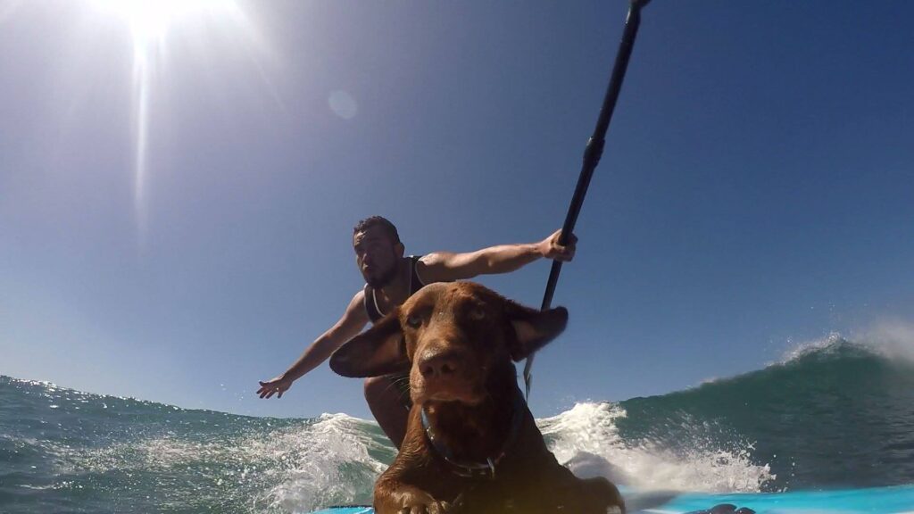 Surf Dog Surfing in Nosara